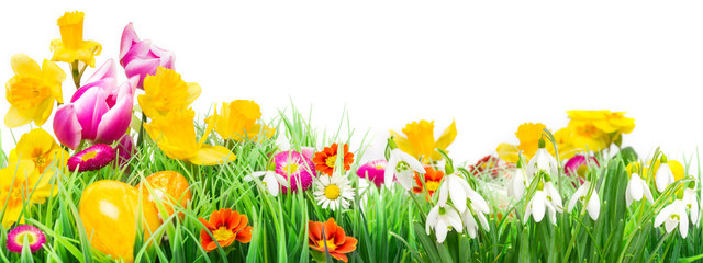 Osterwiese, Ostereier, Osterblumen, Banner