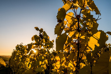 Weinreben im Herbst