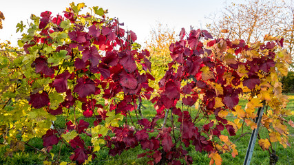 Weinberge im Herbst