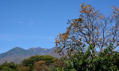 日本の山村の秋　-　八ヶ岳山麓の柿の木