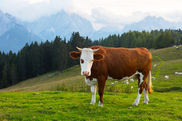 Fototapeta na wymiar cow on a background of mountains, Alps