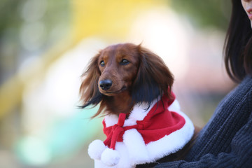 クリスマスの服を着たダックスフンド