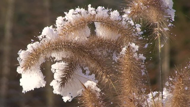 Mit Schnee bedeckte Binsengr&auml;ser bewegen sich im Wind