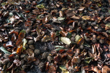 Laubboden im herbstlichen Wald