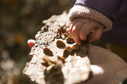 Hand of a toddler girl is grabbing beech nuts in a forest