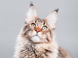 Portrait of domestic black tabby Maine Coon kitten - 5 months old. Close-up studio photo of funny striped kitty looking up. Cute young cat on grey background.