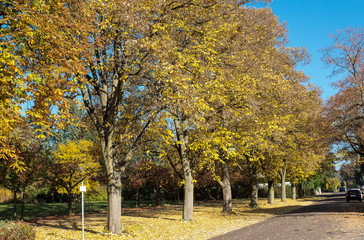 Naklejka premium Baumreihe