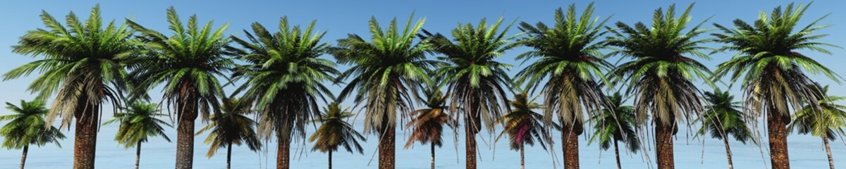 Fototapeta na wymiar panorama of palm trees on the beach.