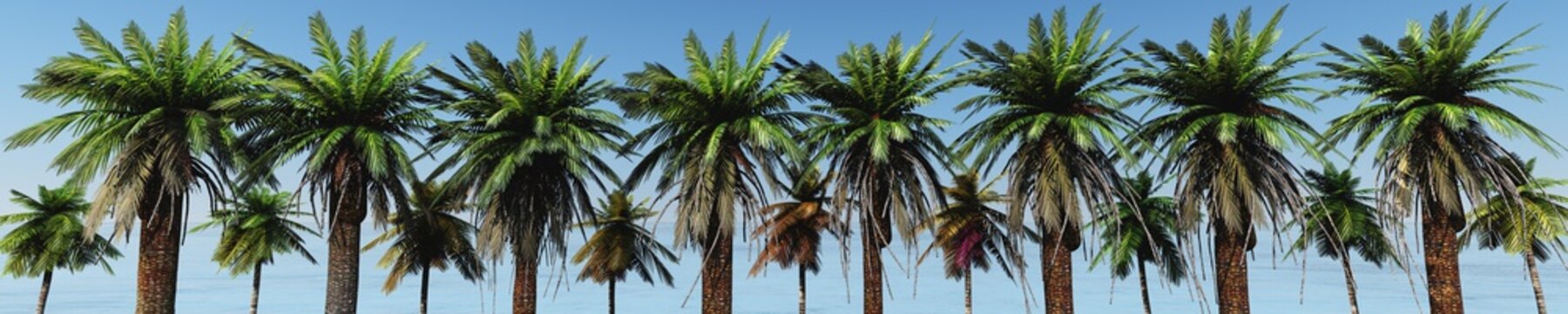 panorama of palm trees on the beach.