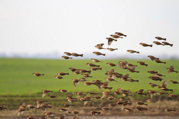 Sparrows large flocks flying