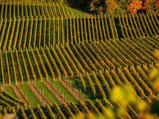 Fototapeta premium Weinberge im Herbst