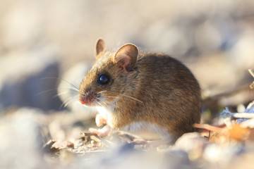 field mouse sitting among the rocks