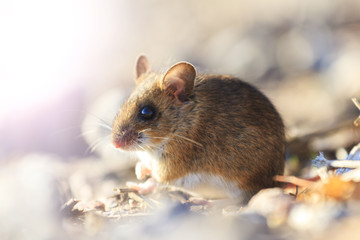 field mouse sitting among the rocks with sunny hotspot