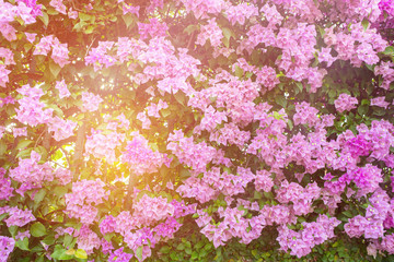 Purple Flowers, Colorful Bougainvillea Bush for Decorative Garden