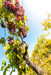 Riped wine grapes in the vineyard, Palava, Mikulov region, South Moravia, Czech Republic