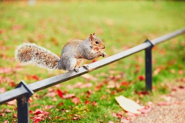 Cute squirrel in autumn scene