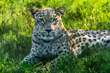Leopard resting in a zoo