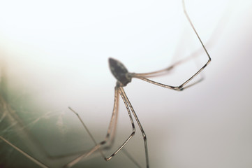 macro of a cellar spider