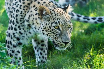 Fototapeta na wymiar Leopard stalking head closeup