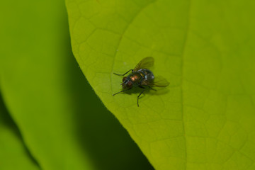 Stubenfliege auf einem Blatt