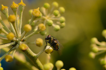 Fliege im Efeu