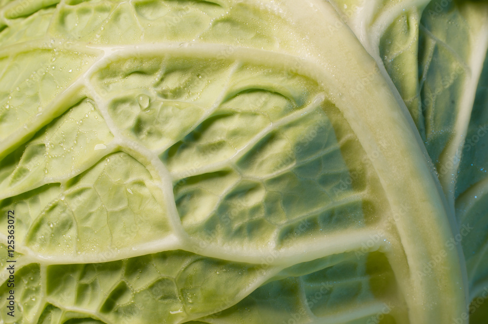 Canvas Prints close-up of a kale vegetable