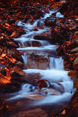 Caucasian forest
