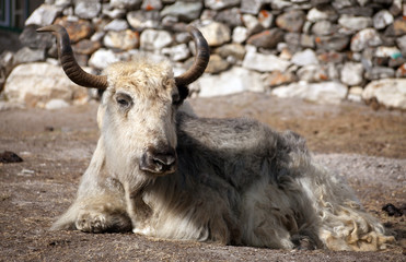 White and grey yak which is lying outside of lodge