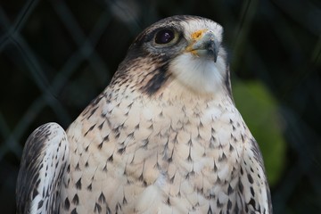 Rapace