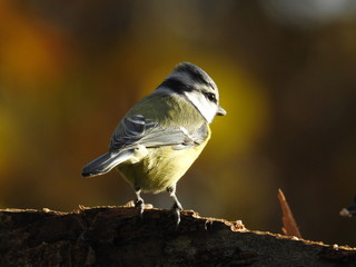close-up of a blue tit