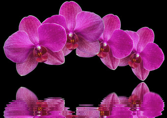 Orchid Pink on black