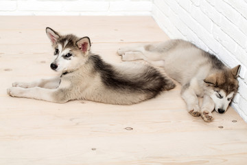 husky dogs on wood with bricks