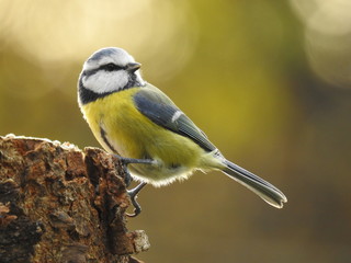 close-up of a blue tit