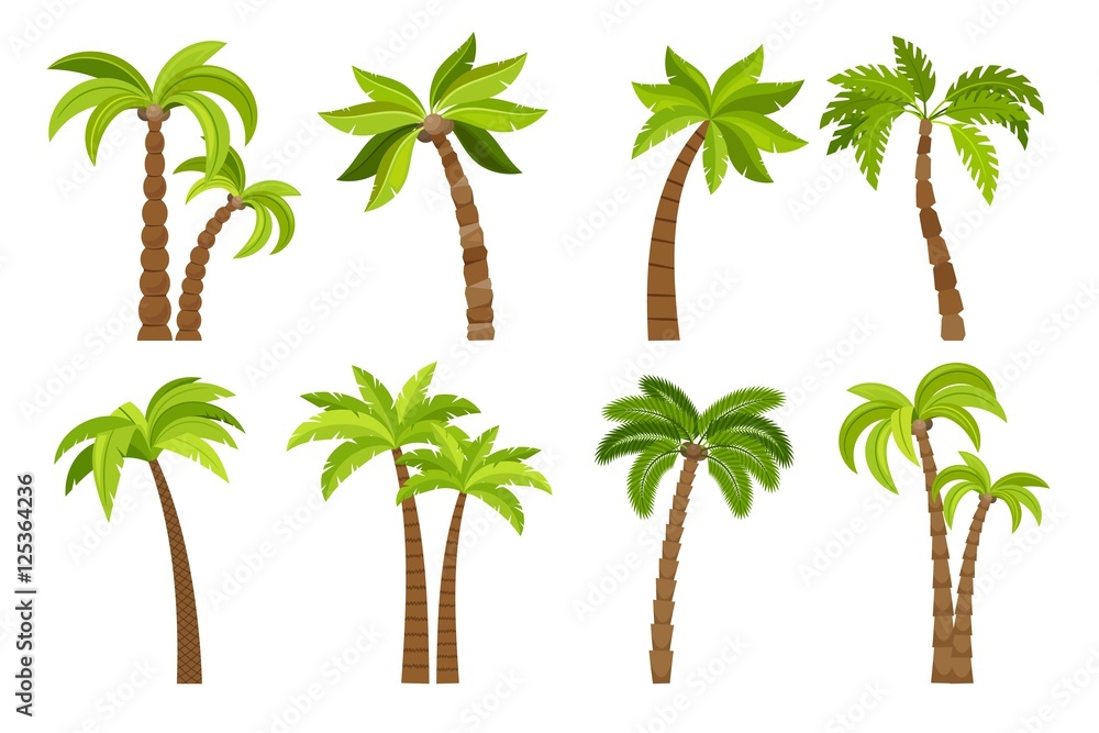 Wall mural palm trees isolated on white background. beautiful vectro palma tree set vector illustration