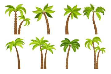 Palm trees isolated on white background. Beautiful vectro palma tree set vector illustration - obrazy, fototapety, plakaty
