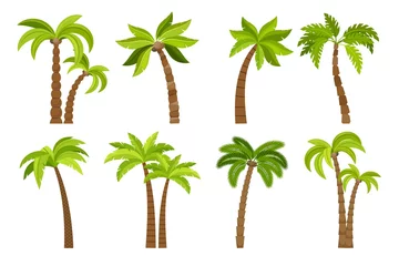 Poster Palm trees isolated on white background. Beautiful vectro palma tree set vector illustration © ssstocker