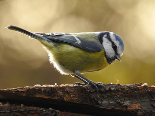close-up of a blue tit