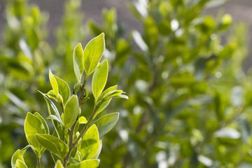 Closeup image of benjamina ficus leaves.