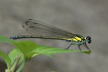 Dragonfly in Thailand and Southeast Asia.