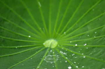 Water drop on lotus leaf in nature