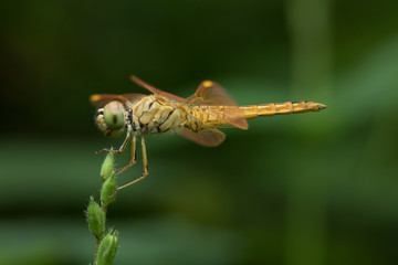 Dragonfly in Thailand and Southeast Asia.