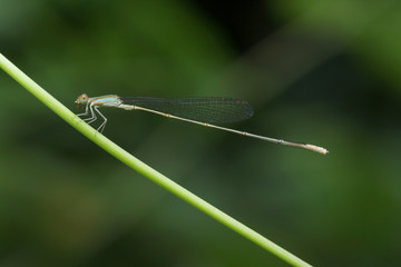 Dragonfly in Thailand and Southeast Asia.