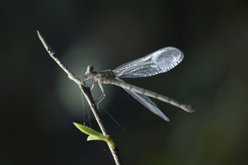 Dragonfly in Thailand and Southeast Asia.