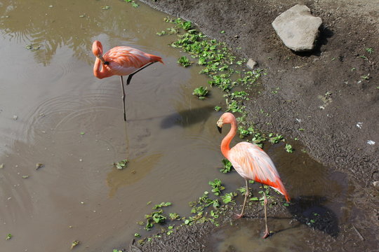 Oiseaux du zoo de Martinique
