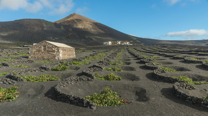 Weinanbau auf schwarzer Lavaerde