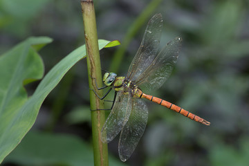 Dragonfly in Thailand and Southeast Asia.