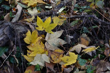 Gelbe Herbstblätter auf dem Waldboden