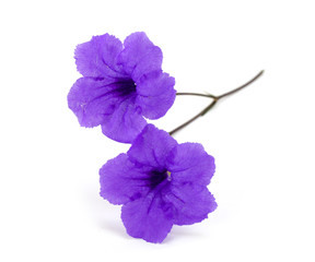Purple flowers and white background
