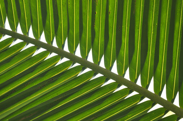 close up the green line  of palm leaf on natural