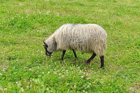 Old Norwegian sheep breed (Villsau) on field. Norway